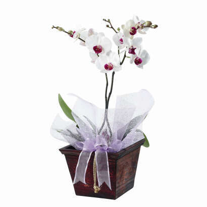 Cserepes Phalaenopsis orchidea