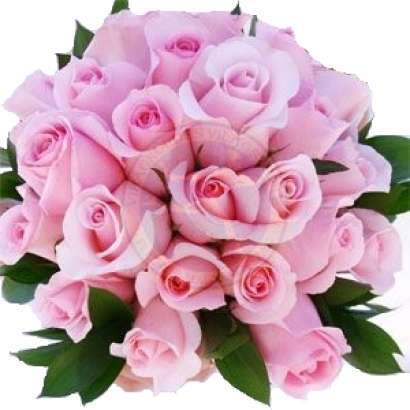 Bouquet of 25 short stem light pink roses