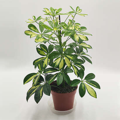 Cserepes schefflera